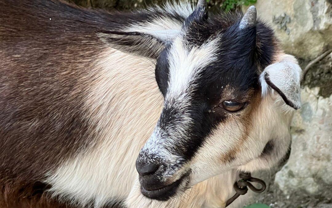 Rescuing Boberta, a new pet goat, and how our kids take care of others