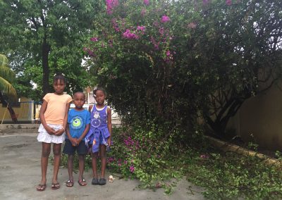 Haiti damages trees2