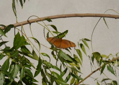 butterfly in leaves
