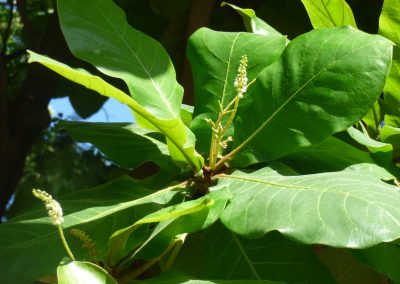 Small bug close up inside broad tree leaf