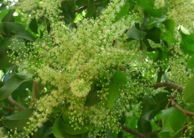 leaves and small flowers in tree