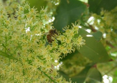 a bee in leaves and small flowers in tree
